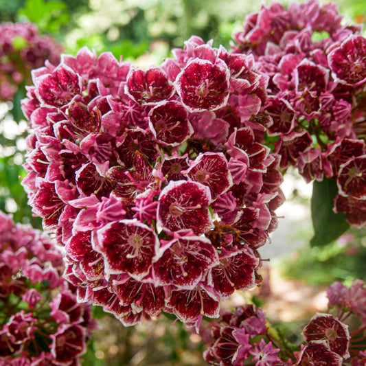 Kalmia latifolia 'Keepsake'  - Keepsake Mountain Laurel