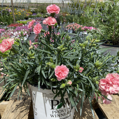 Dianthus 'Classic Coral'  - Fruit Punch® Classic Coral Dianthus