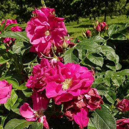 Rosa rugosa 'Purple Pavement'  - Purple Pavement Rugosa Rose