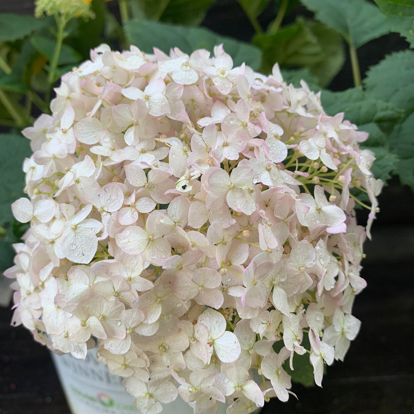Hydrangea arborescens 'NCHA5'  - Invincibelle® Wee White Smooth Hydrangea