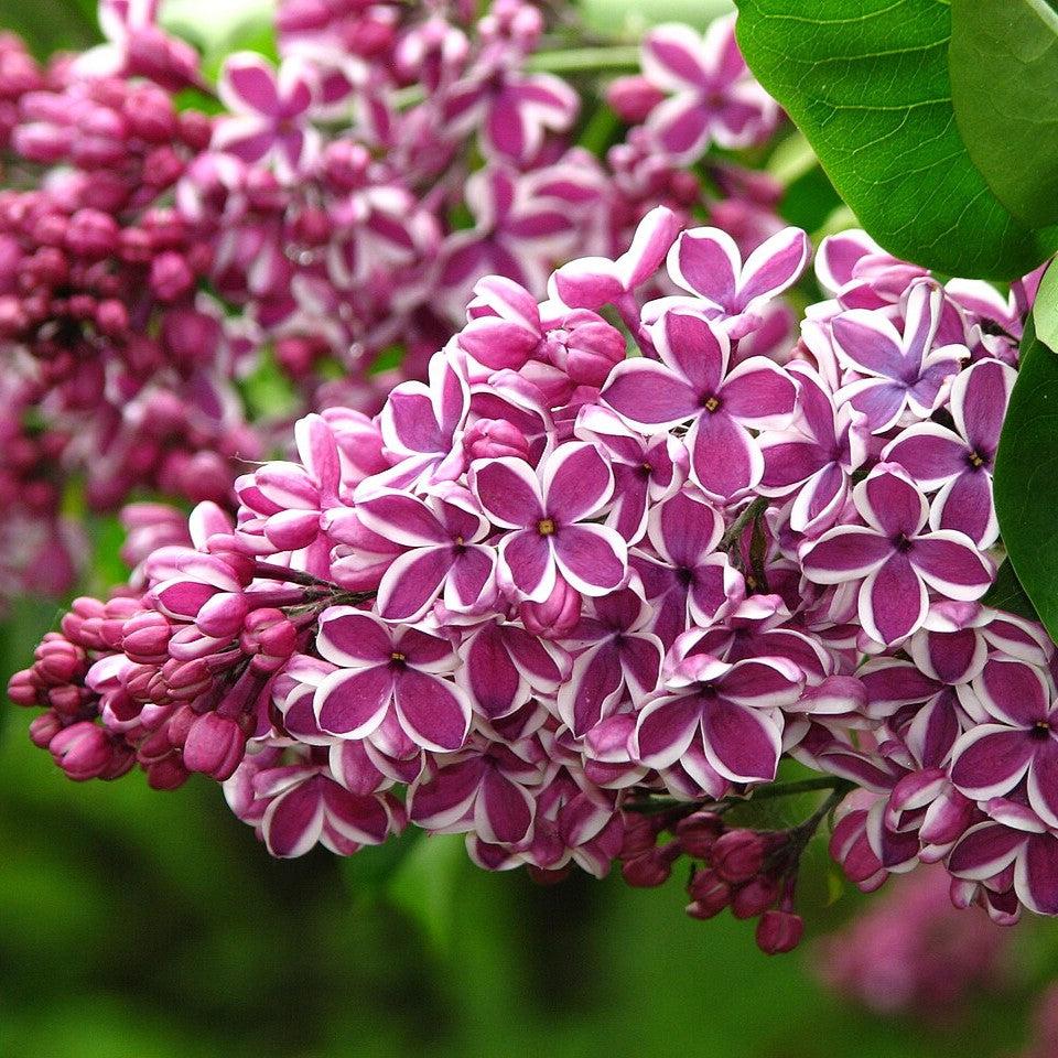 Syringa vulgaris 'Sensation'  - Sensation Lilac