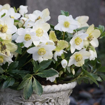 Helleborus niger 'HGC Jacob' PP17,799  - HGC® Jacob Christmas Rose