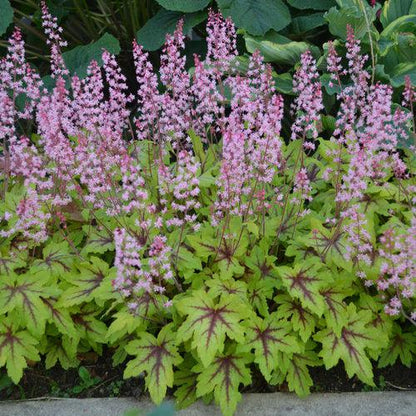 x Heucherella ‘Eye Spy’  - Fun and Games® Eye Spy Foamy Bells