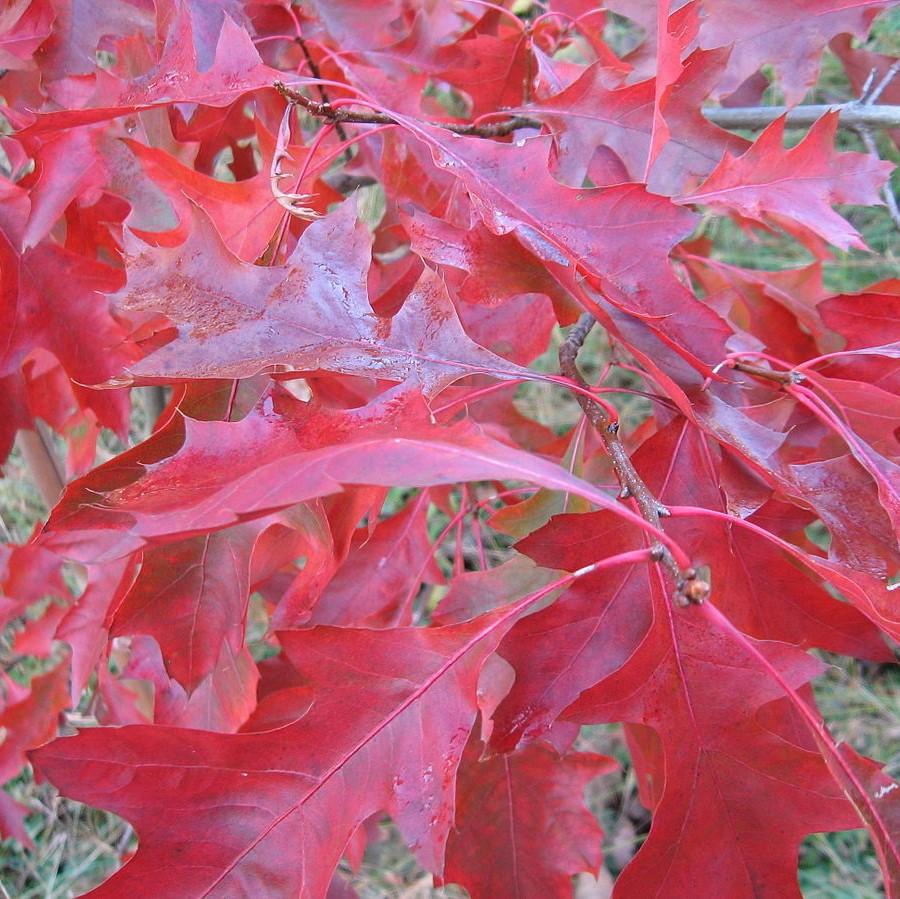 Quercus coccinea  - Scarlet Oak