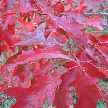 Quercus coccinea  - Scarlet Oak