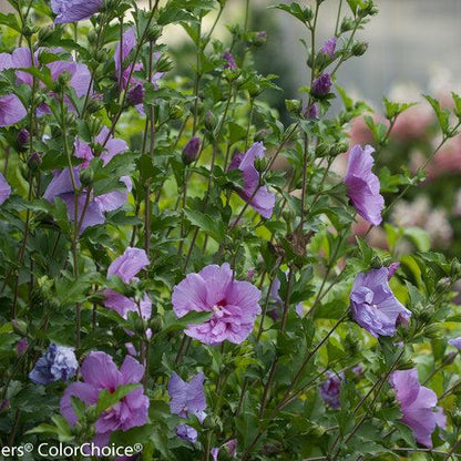Hibiscus syriacus 'Notwoodone'  - Lavender Chiffon® Rose of Sharon