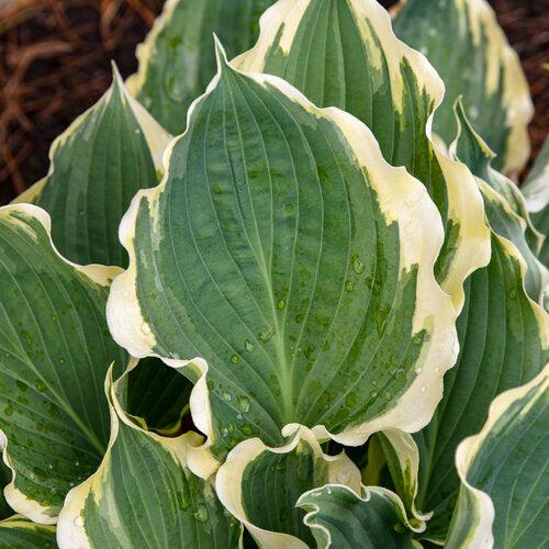 Hosta 'Hope Springs Eternal' PP33,266  - PW® Shadowland® Hope Springs Eternal Hosta