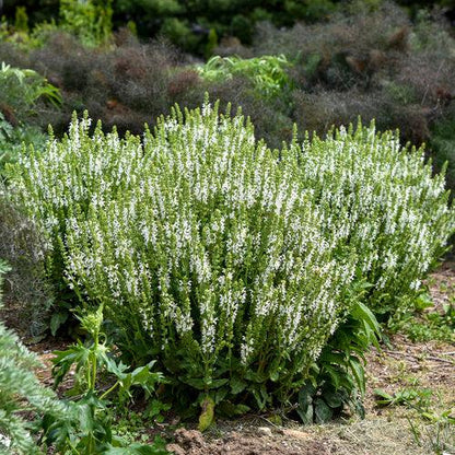Salvia nemorosa ‘White Profusion’  - White Profusion Meadow Sage