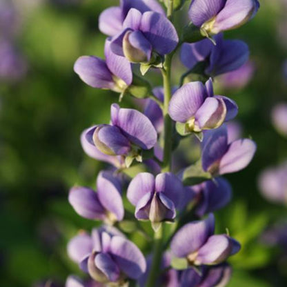 Baptisia 'Blueberry Sundae'  - Decadence® Blueberry Sundae False Indigo