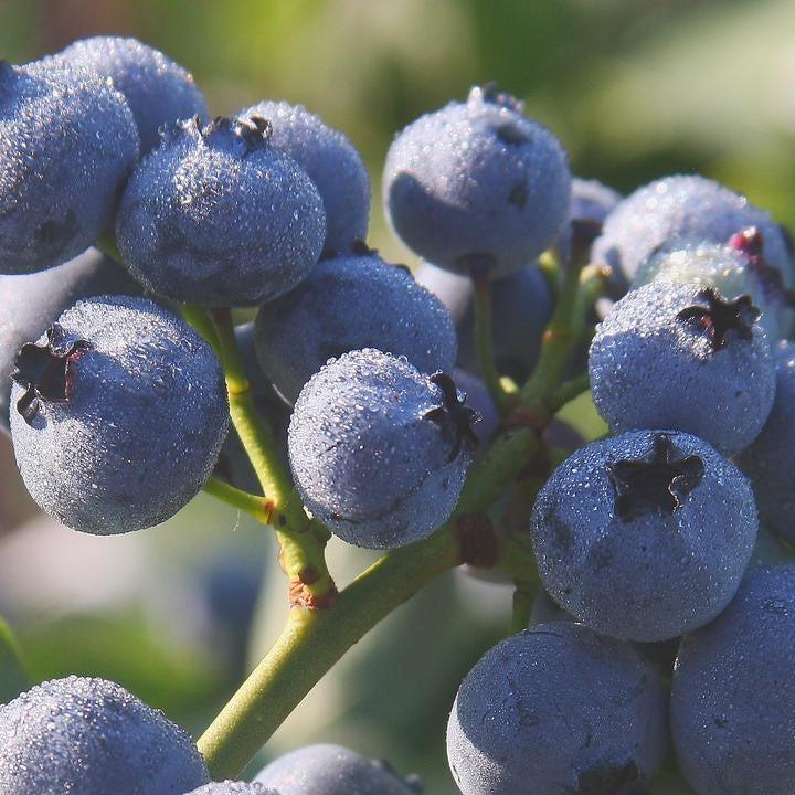 Vaccinium corymbosum 'Bluegold'  - Bluegold Blueberry