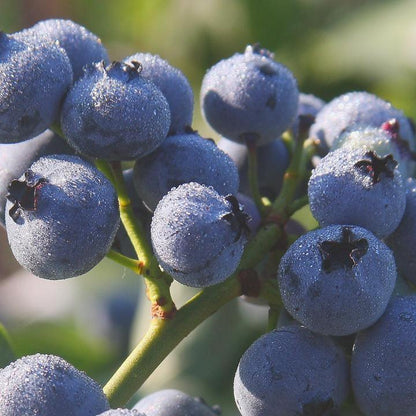 Vaccinium corymbosum 'Bluegold'  - Bluegold Blueberry