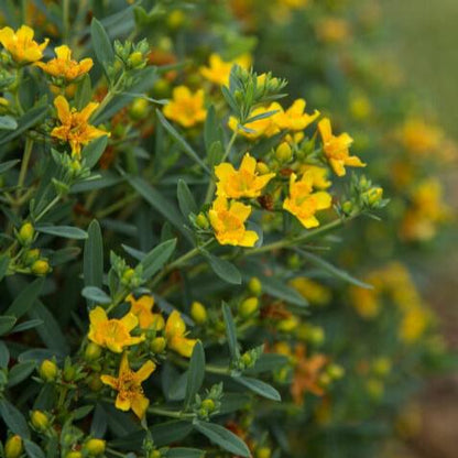 Hypericum kalmianum 'PIIHYP-I'  - First Editions® Cobalt-n-Gold™ St. John's Wort