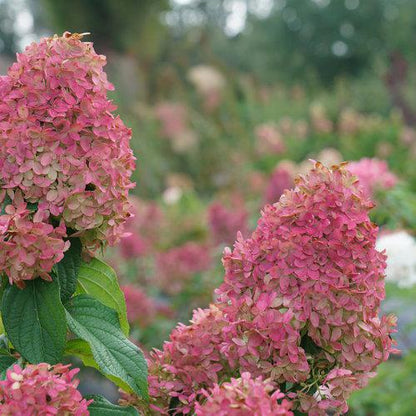 Hydrangea paniculata 'SMNHPM'  - Quick Fire Fab® Hydrangea