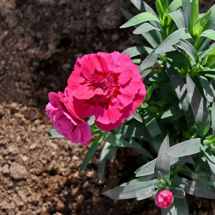 Dianthus x 'KLEDG10119'  - EverLast™ Orchid Dianthus