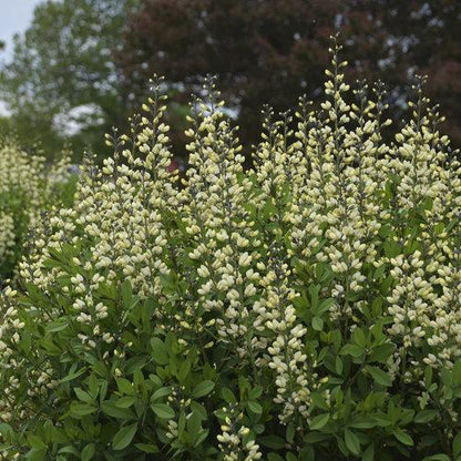 Baptisia 'Vanilla Cream'  - Decadence® Vanilla Cream False Indigo
