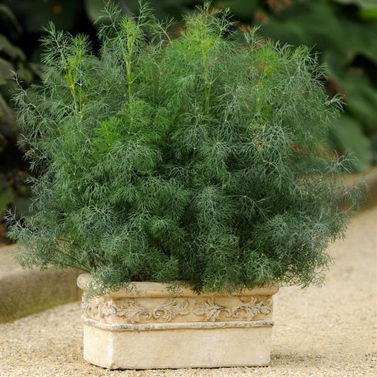 Anethum graveolens 'Fernleaf'  - Fernleaf Dill