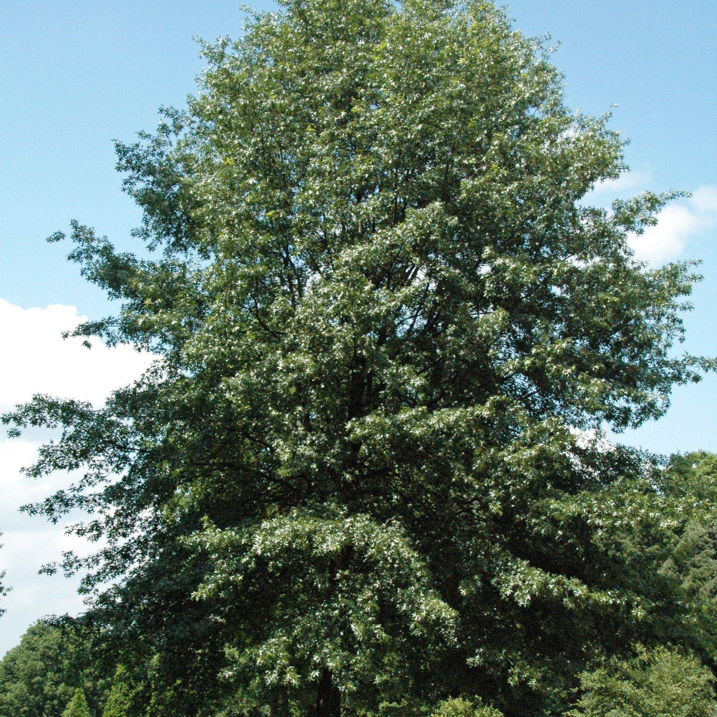 Quercus coccinea  - Scarlet Oak