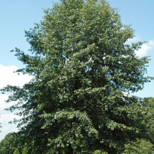 Quercus coccinea  - Scarlet Oak