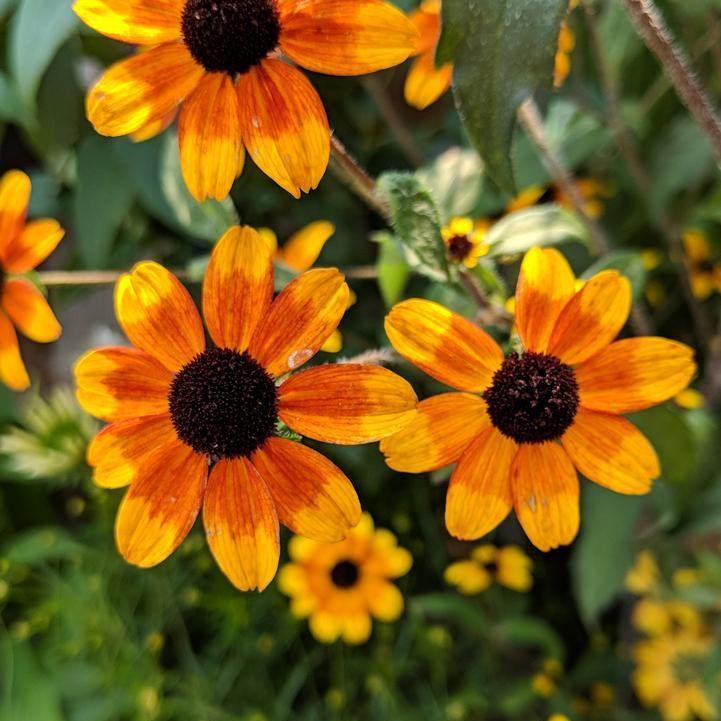 Rudbeckia triloba 'Prairie Glow'  - Prairie Glow Coneflower