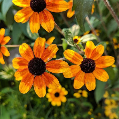 Rudbeckia triloba 'Prairie Glow'  - Prairie Glow Coneflower