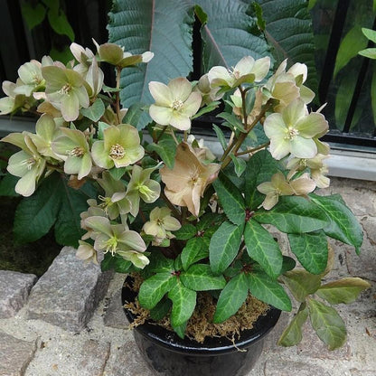 Helleborus x hybridus 'EPBRD01'  - FrostKiss™ Molly's White Lenten Rose
