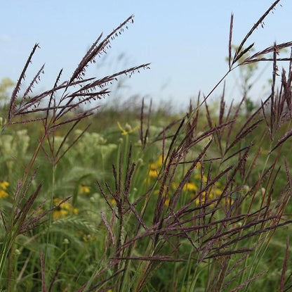 Andropogon gerardii  - Big Bluestem