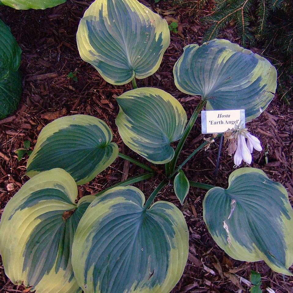 Hosta 'Earth Angel'  - Earth Angel Hosta