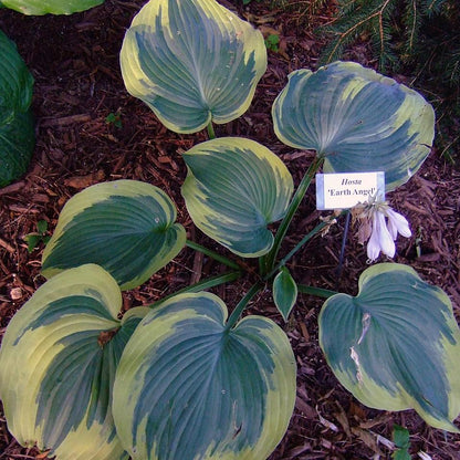 Hosta 'Earth Angel'  - Earth Angel Hosta