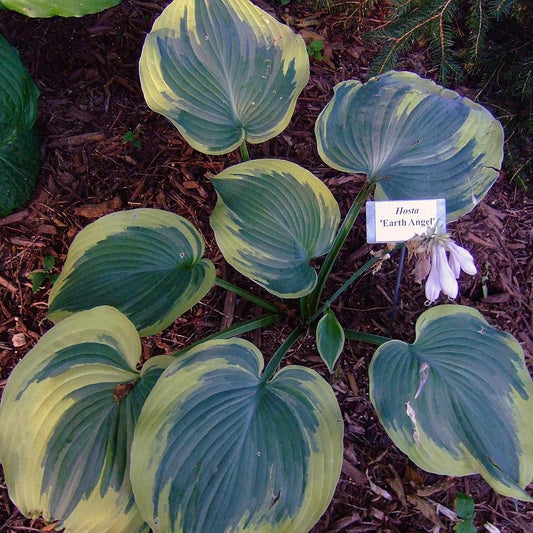 Hosta 'Earth Angel'  - Earth Angel Hosta