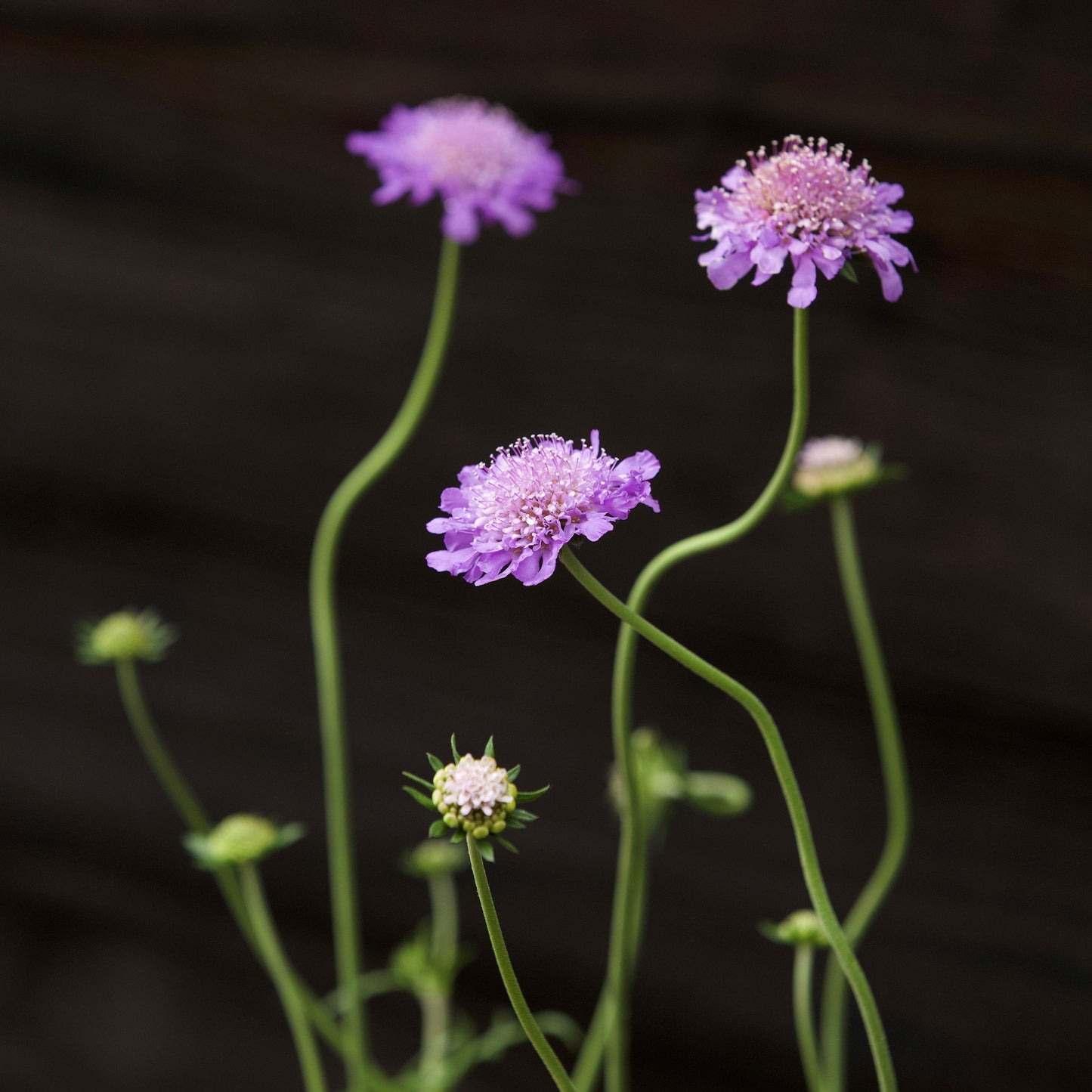 Scabiosa columbaria 'Butterfly Blue'  - Butterfly Blue Pincushion Flower