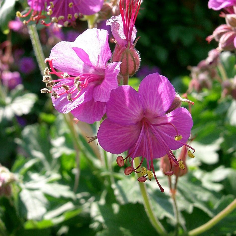 Geranium macrorrhizum 'Bevan's Variety'  - Bevan's Variety Bigroot Cranesbill