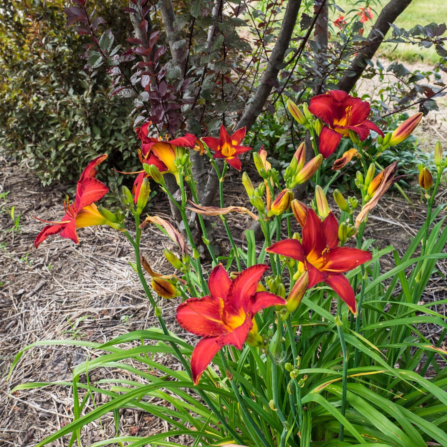 Hemerocallis 'Chicago Apache'  - Chicago Apache Daylily