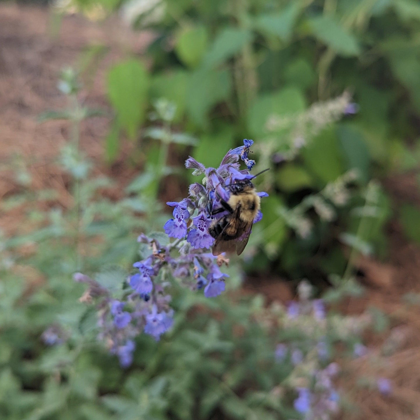 Nepeta racemosa 'Walker's Low'  - Walker's Low Catmint