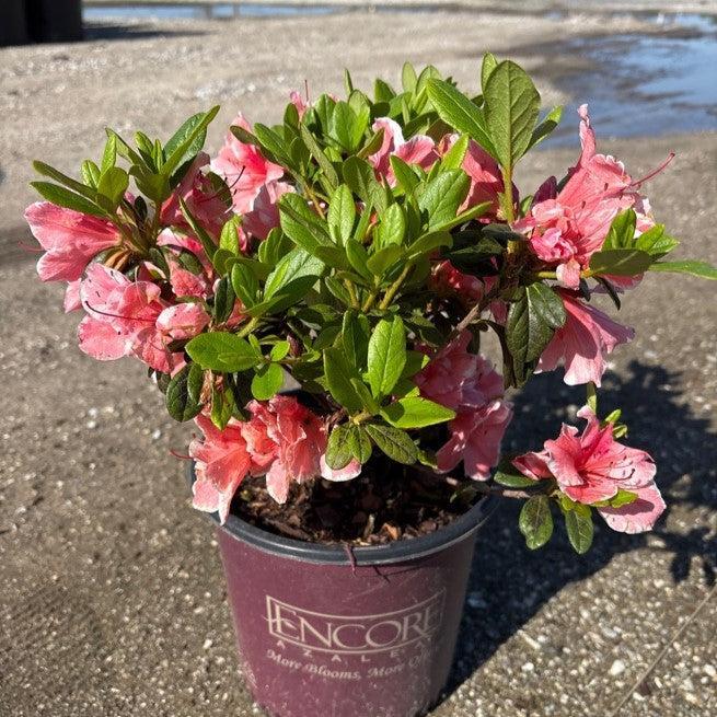 Rhododendron 'Roblet'  - Encore® Autumn Sunburst™ Azalea