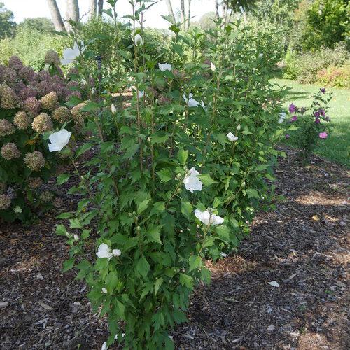 Hibiscus syriacus 'Gandini van Aart'  - PW® White Pillar® Rose of Sharon