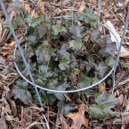 Heuchera 'Blackout'  - Blackout Coral Bells