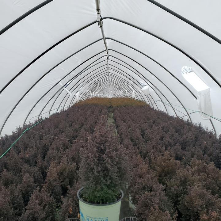 Chamaecyparis Thyoides 'Top Point'  - Top Point Dwarf White Cedar