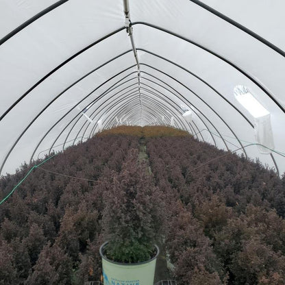 Chamaecyparis Thyoides 'Top Point'  - Top Point Dwarf White Cedar