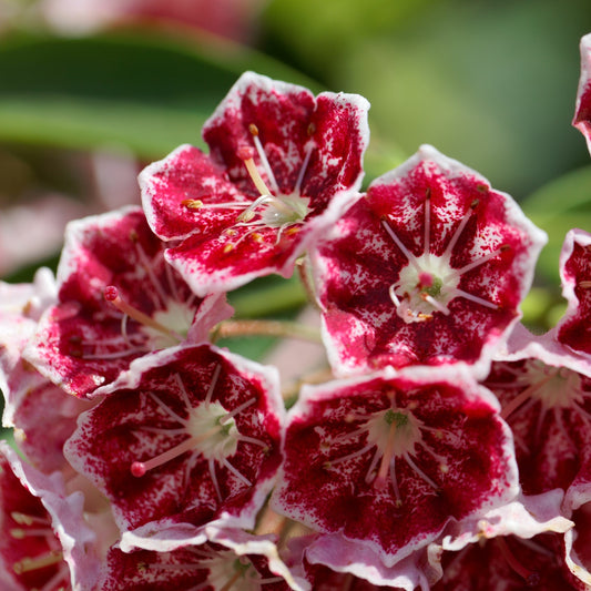 Kalmia latifolia 'Keepsake'  - Keepsake Mountain Laurel