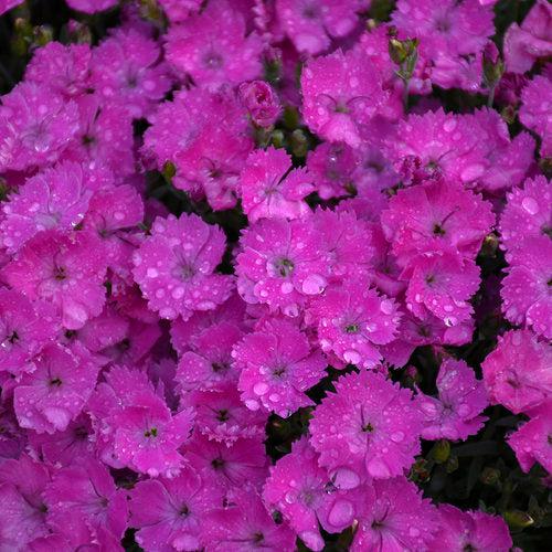 Dianthus 'Paint the Town Fuchsia'  - Paint the Town Fuchsia Dianthus