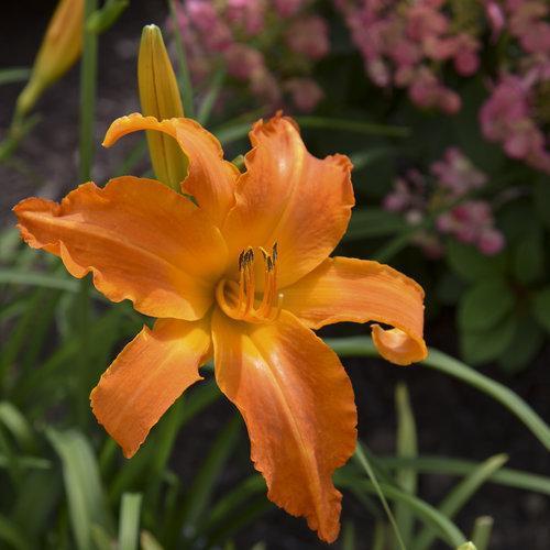 Hemerocallis 'Primal Scream'  - Rainbow Rhythm® 'Primal Scream' Daylily