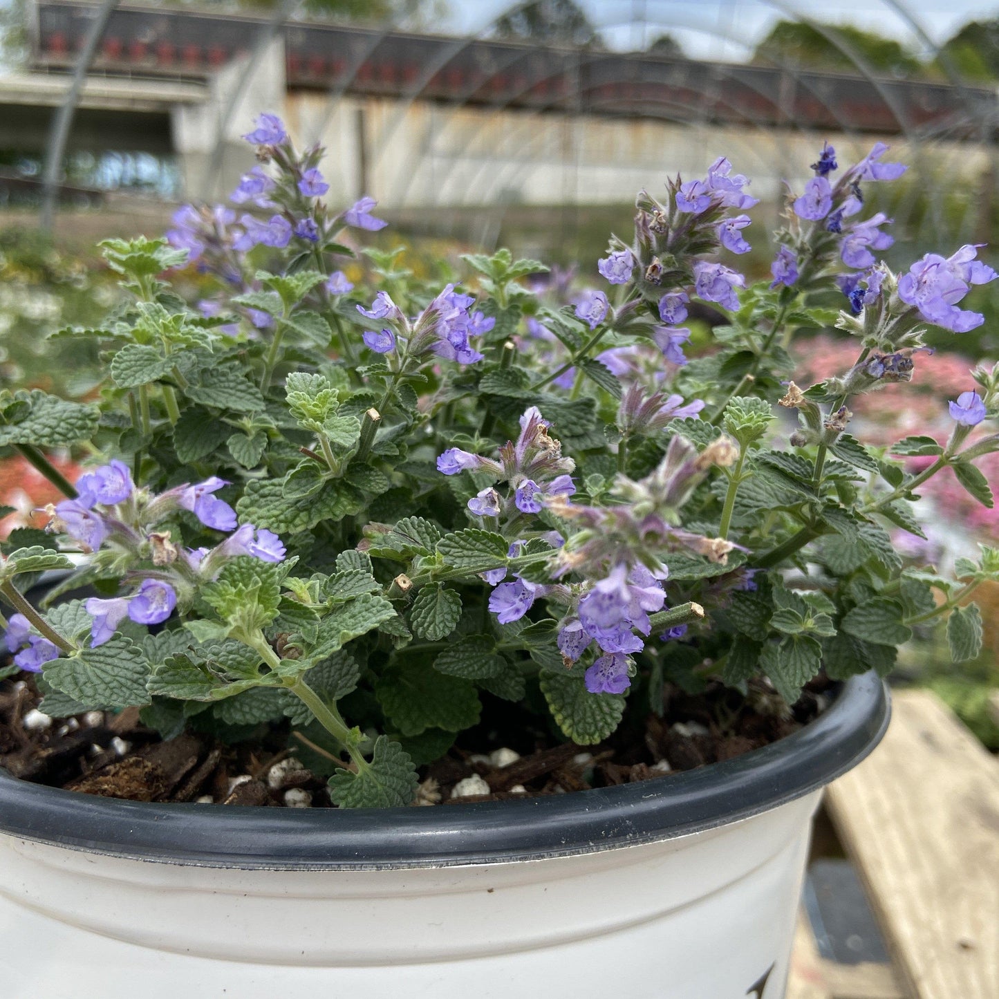 Nepeta x faassenii ‘Cat’s Pajamas’  - Cat's Pajamas Catmint