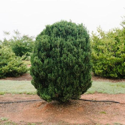 Ilex crenata 'MAD-IC-I' PP32,035  - First Editions® Chubby Hubby™ Japanese Holly