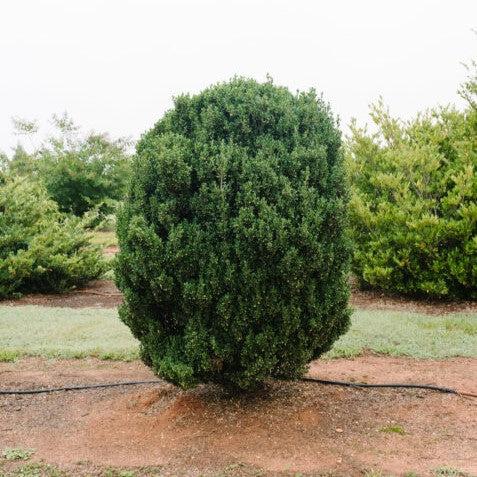 Ilex crenata 'MAD-IC-I' PP32,035  - First Editions® Chubby Hubby™ Japanese Holly