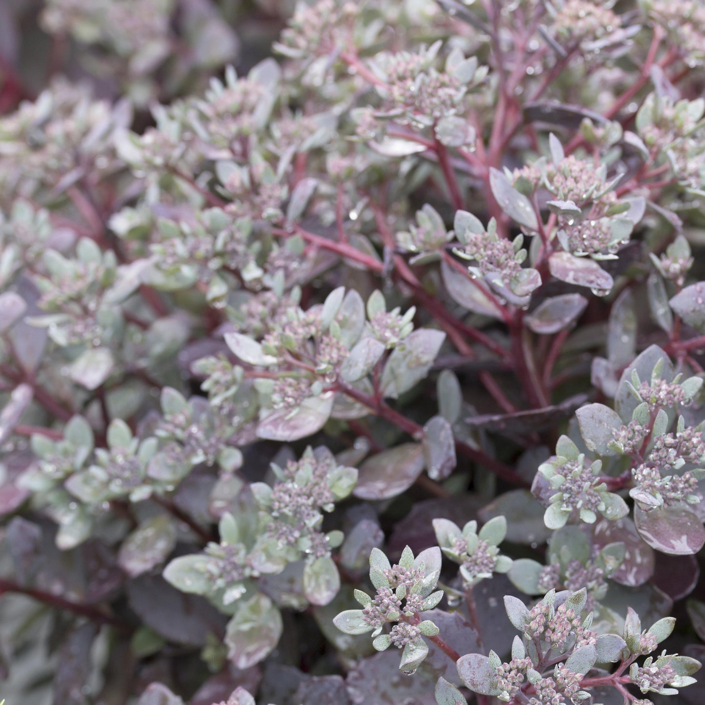 Sedum 'Dazzleberry'  - SunSparkler® Dazzleberry Sedum