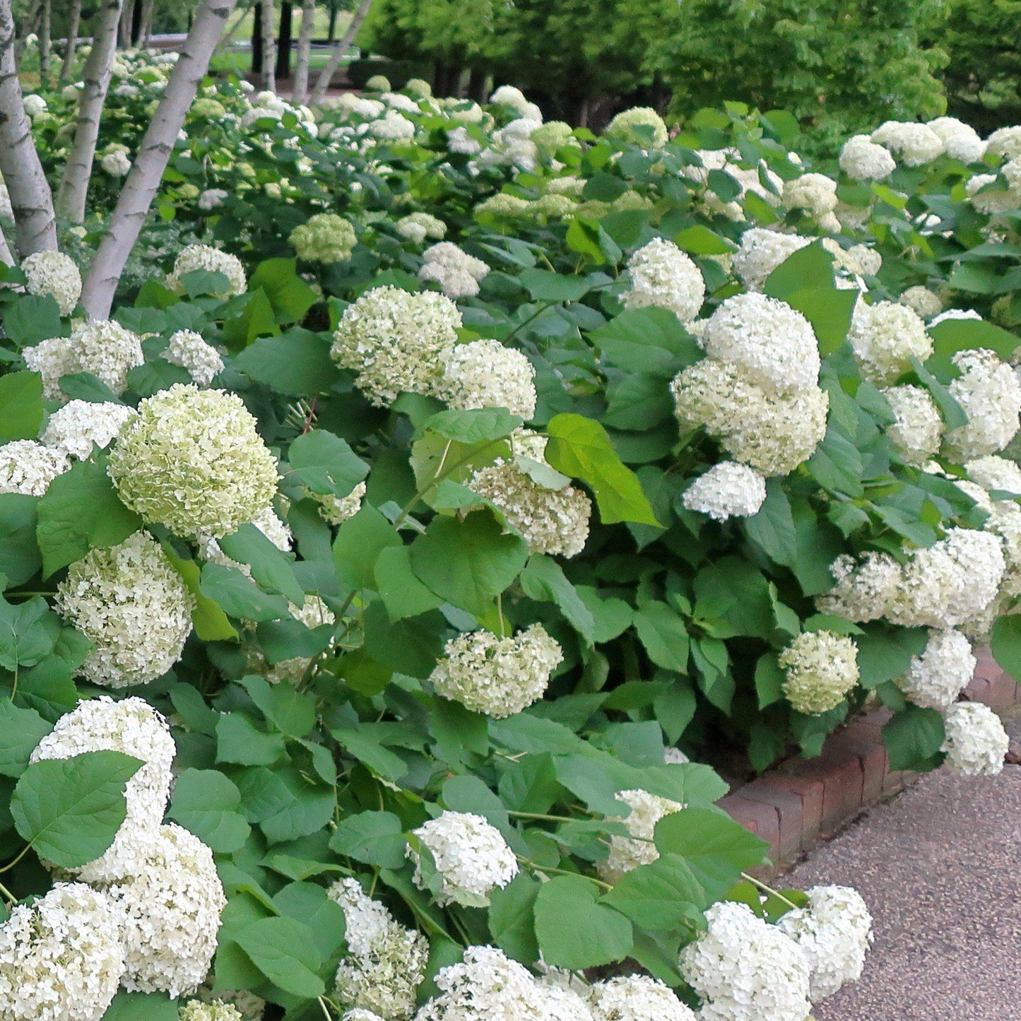 Hydrangea arborescens 'Annabelle'  - Mophead Hydrangea, Annabelle Hydrangea