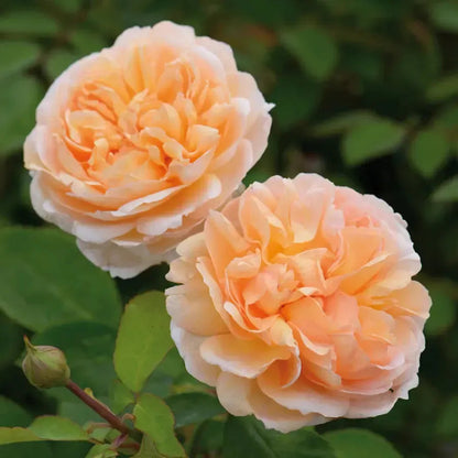 Rosa 'Ausbrass'  - The Lady Gardener® Rose