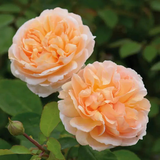 Rosa 'Ausbrass'  - The Lady Gardener® Rose