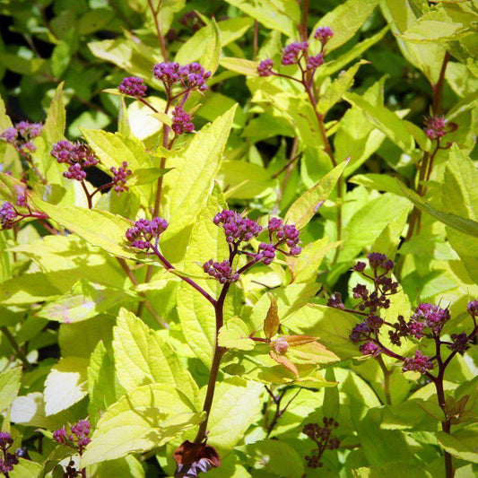 Spiraea japonica 'Goldmound'  - Goldmound Spirea