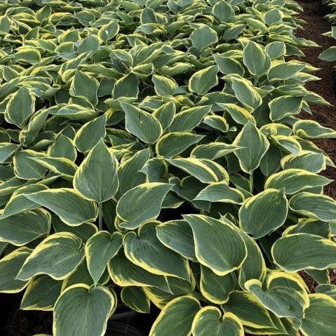 Hosta 'First Frost'  - First Frost Hosta